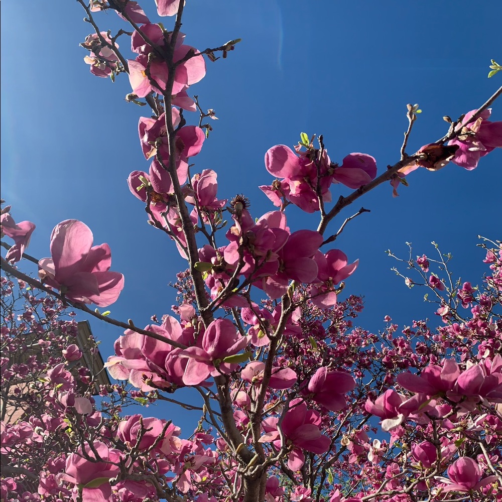 Meet your Posher, Elizabeth